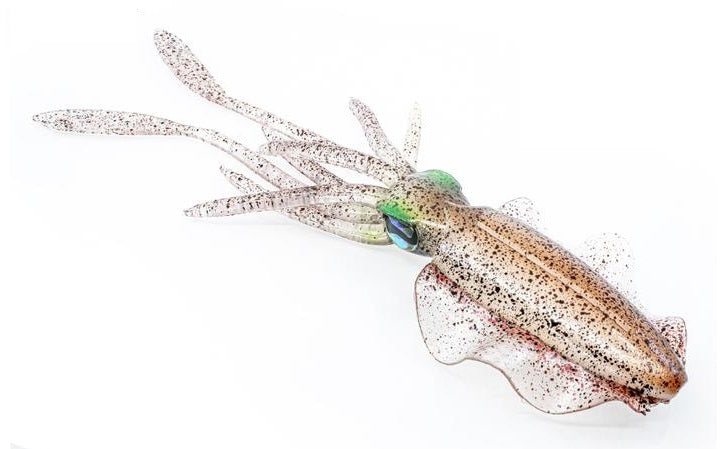 market squid